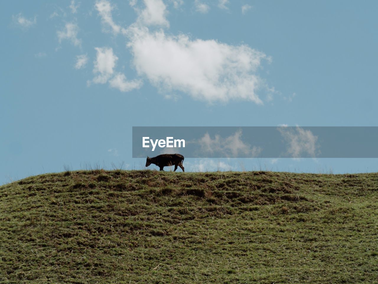 horses on field against sky