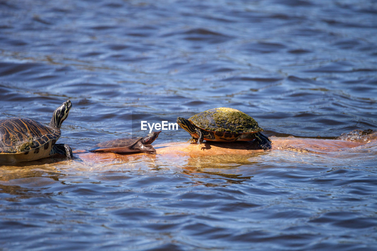 Softshell turtle apalone ferox sits on a log with a florida red bellied turtle pseudemys nelsoni 