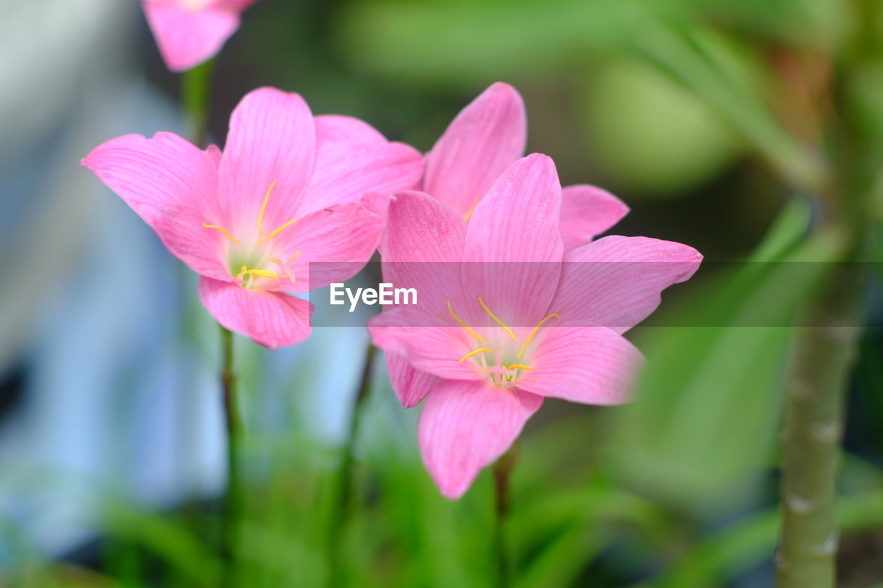 CLOSE-UP OF PINK FLOWERS