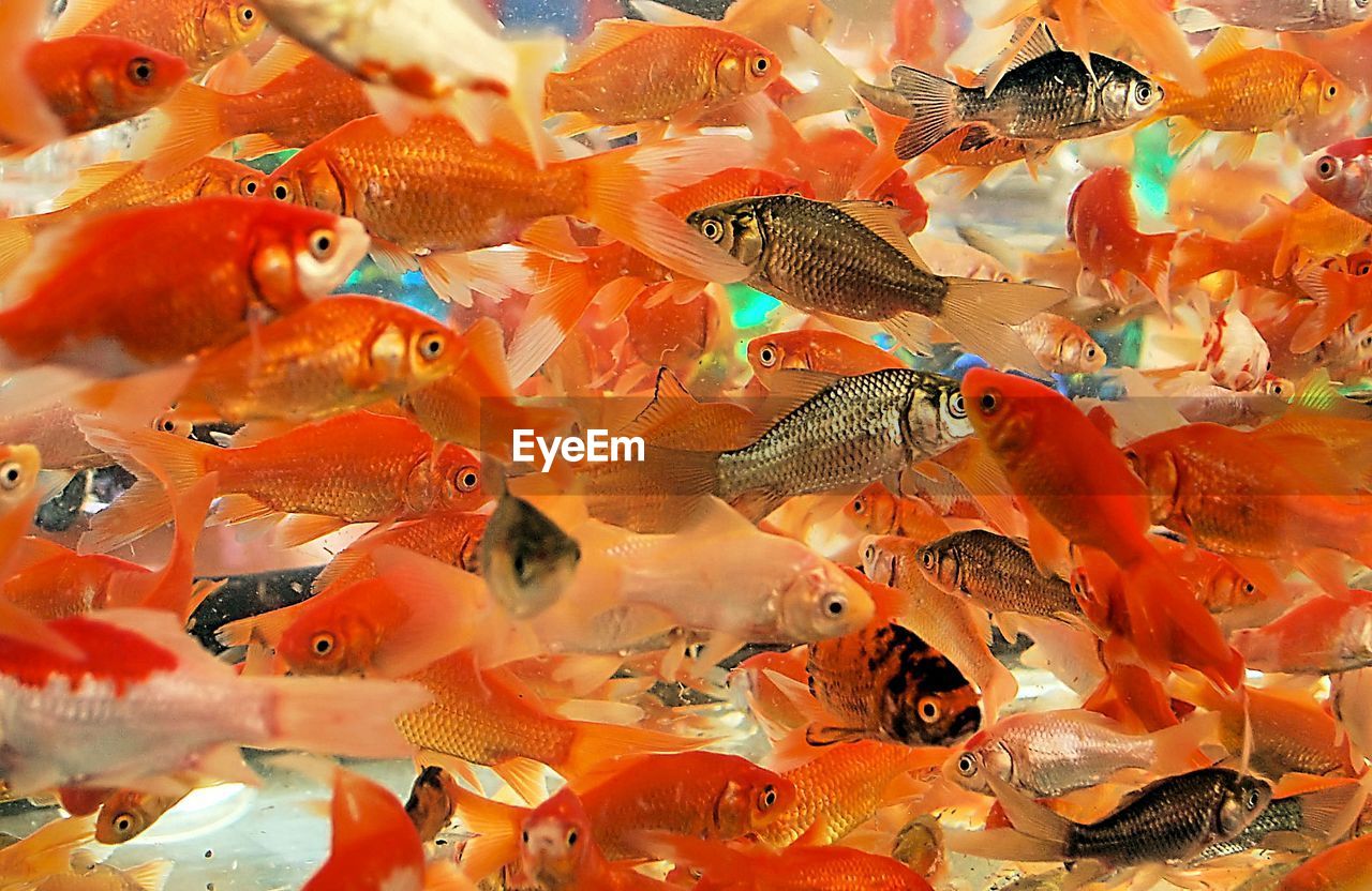 School of goldfish swimming in aquarium