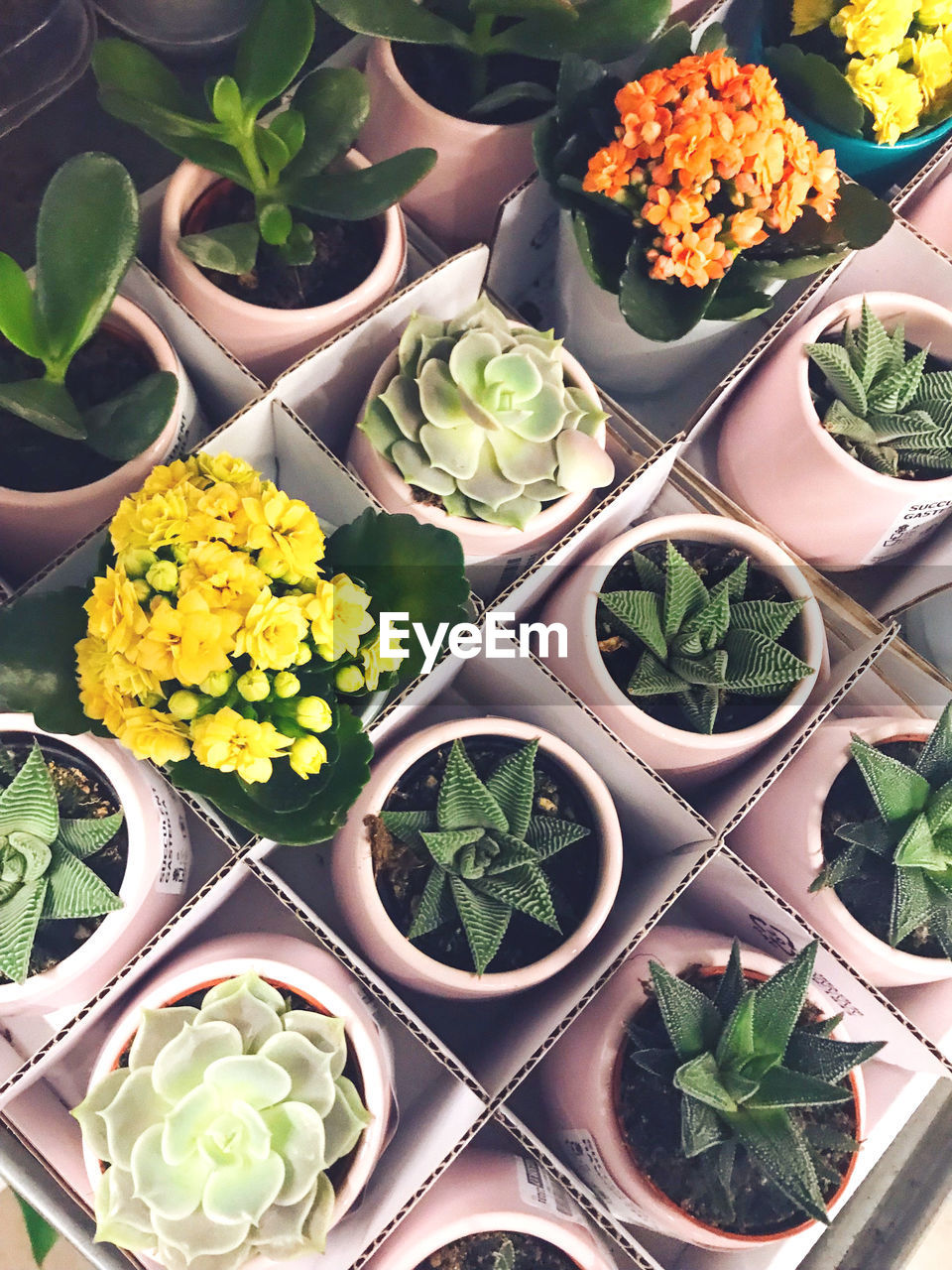 HIGH ANGLE VIEW OF POTTED PLANTS ON POT