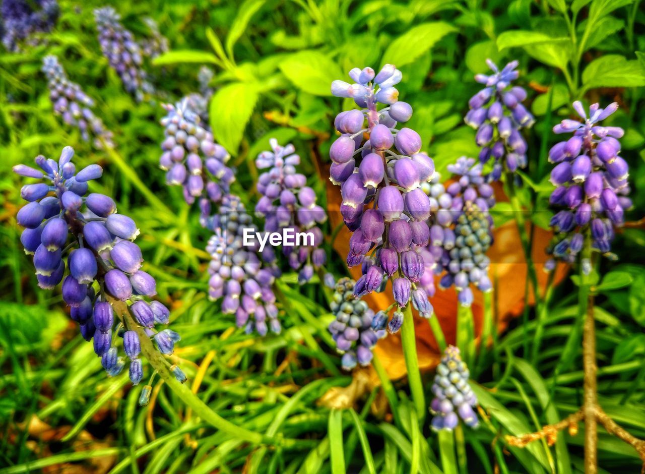 CLOSE UP OF PURPLE FLOWERS