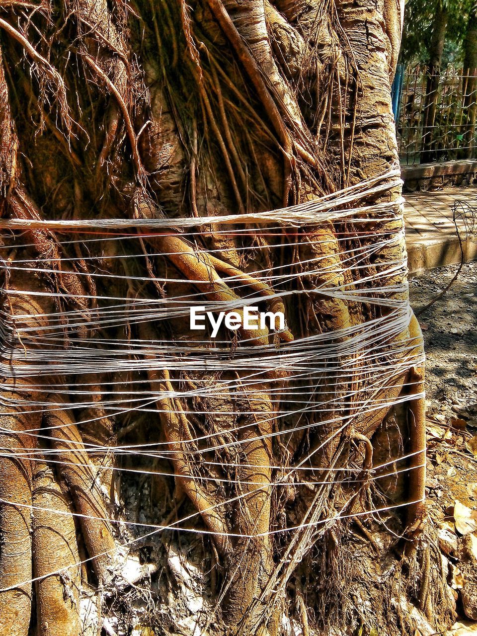STACK OF TREE TRUNKS IN FOREST