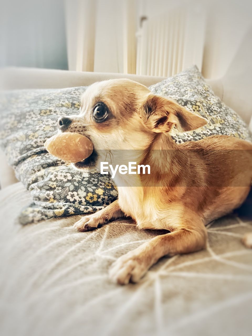 DOG LOOKING AWAY IN A BED