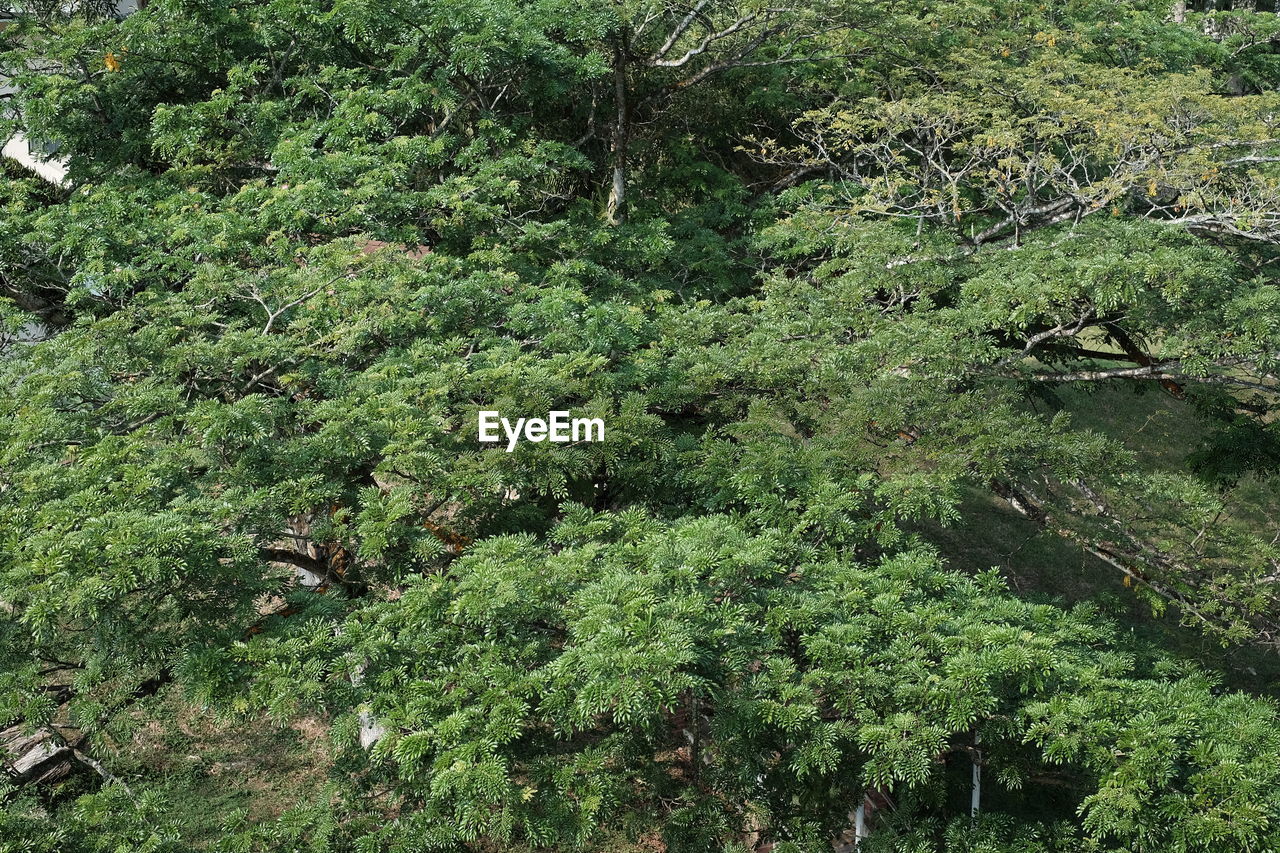 FULL FRAME SHOT OF TREES