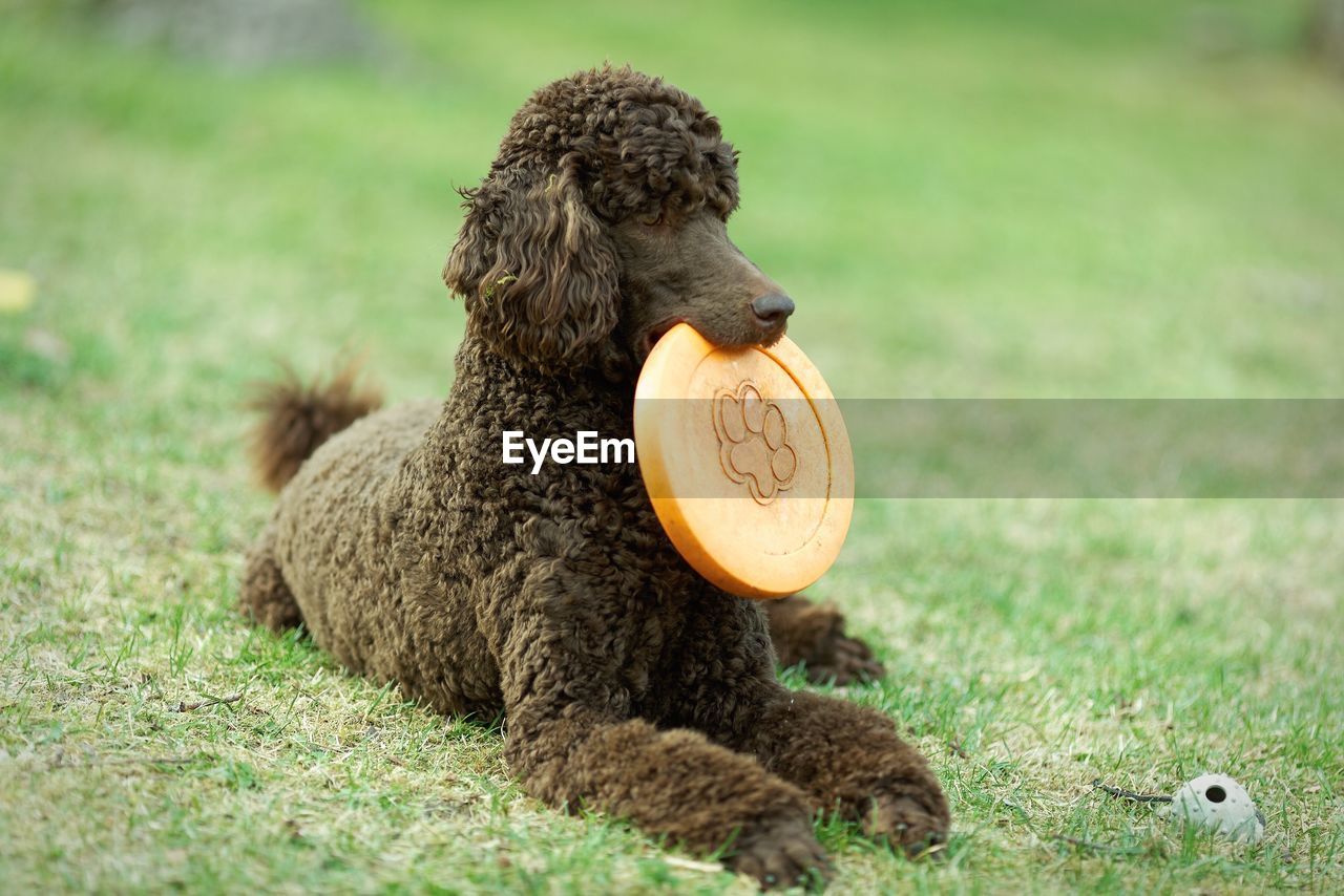 Brown poodle dog relaxing with plastic disc on grassy field