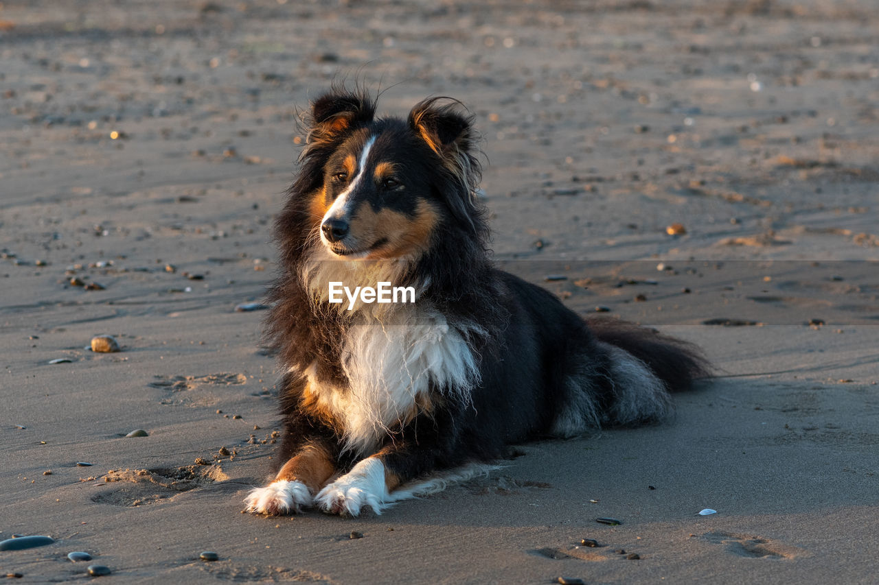 Dog sitting on sand