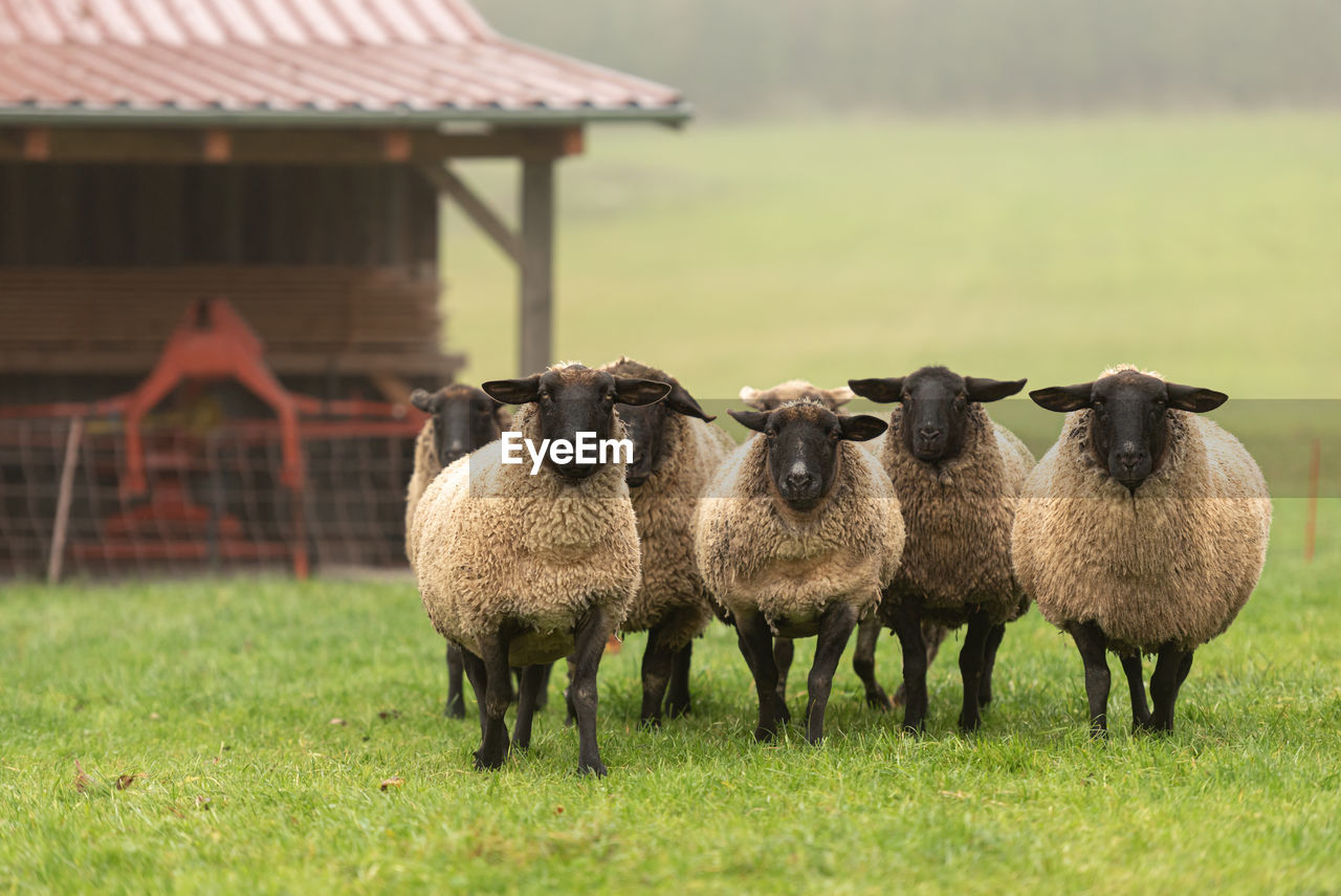 SHEEP IN FARM