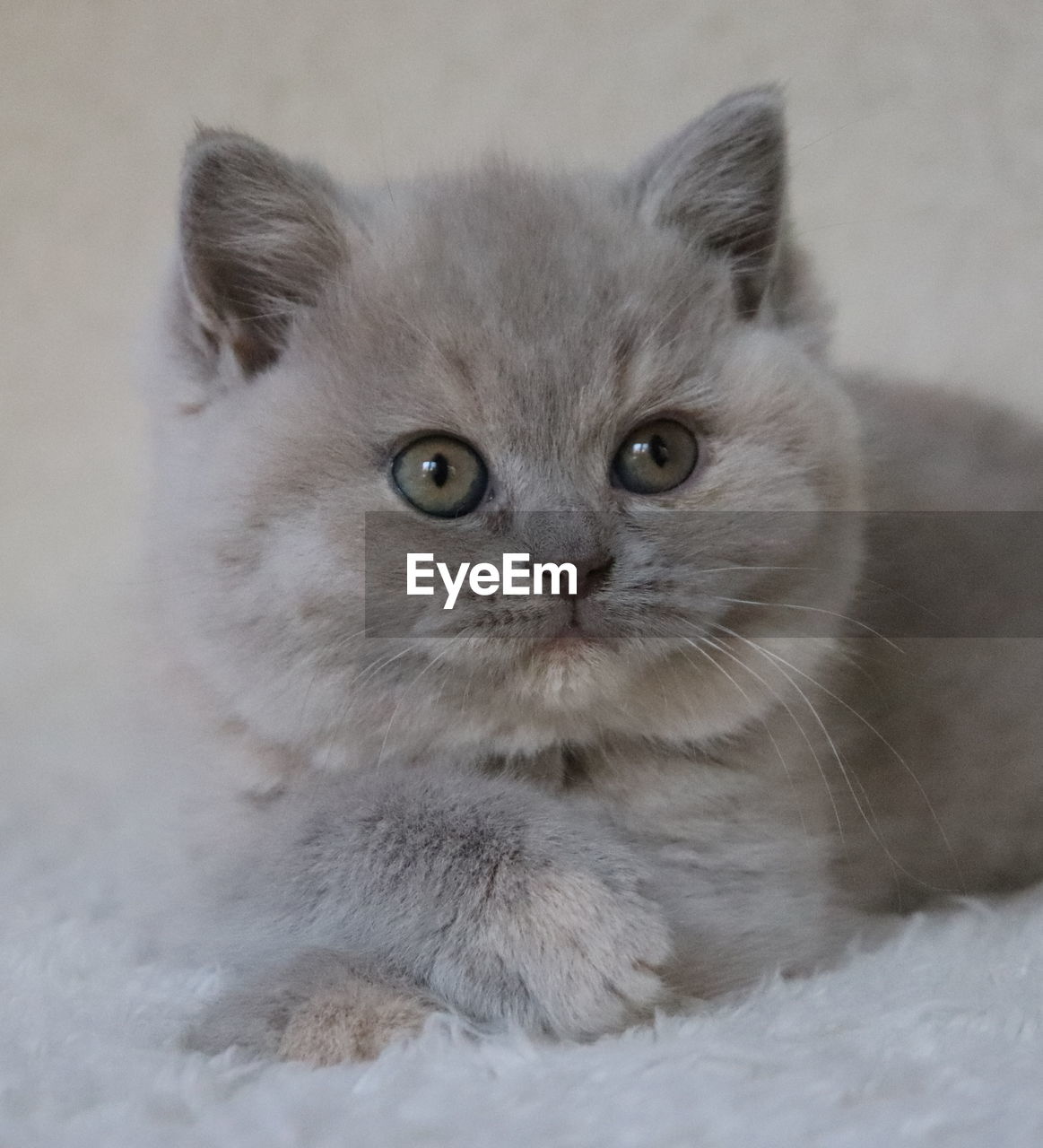 CLOSE-UP PORTRAIT OF CAT AGAINST WHITE BACKGROUND