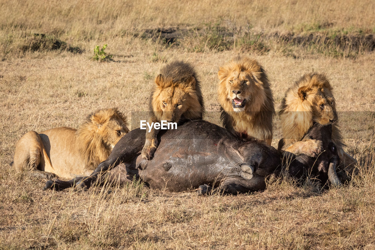 Lion family eating prey on field