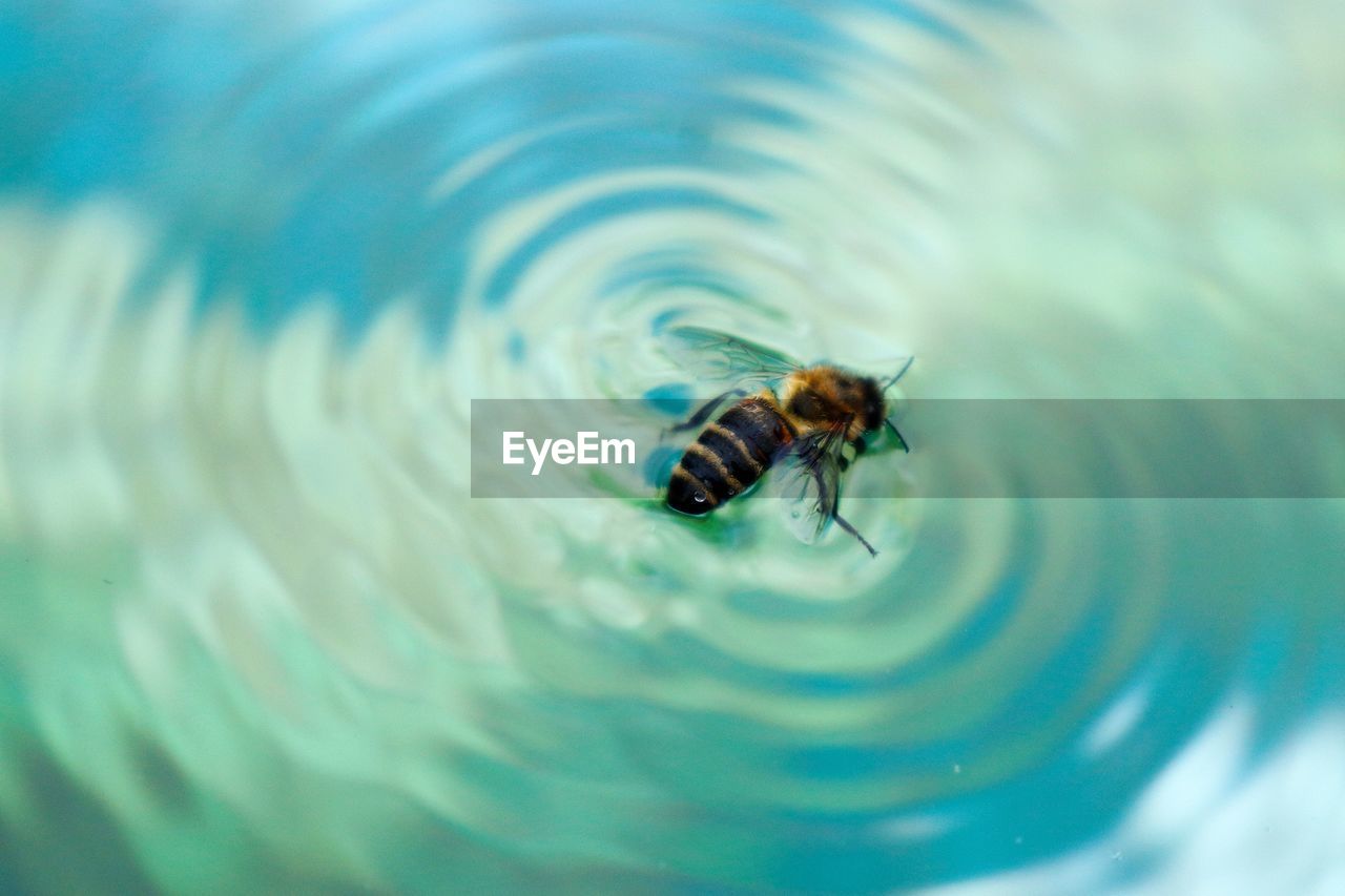 High angle view of bee in water