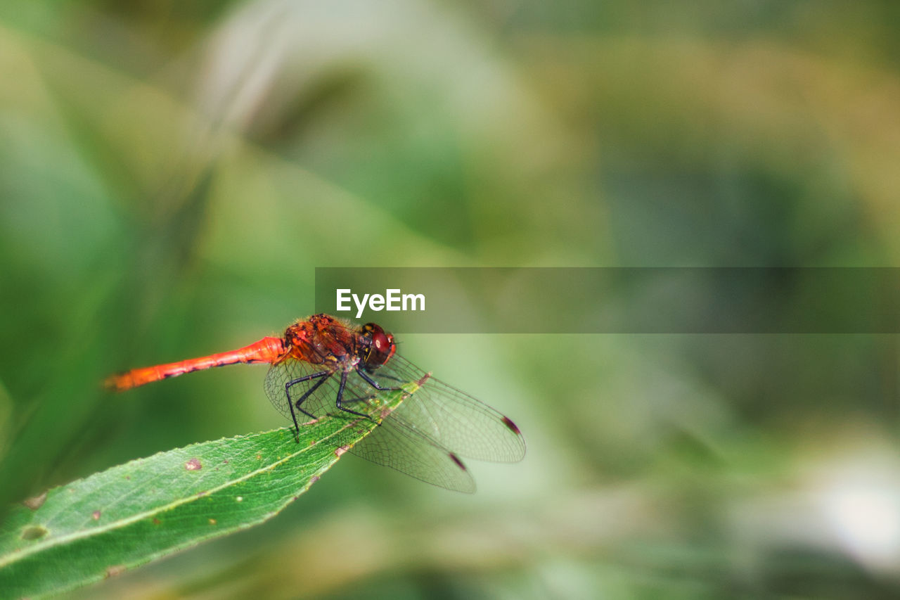 Close-up of dragonfly on leaf