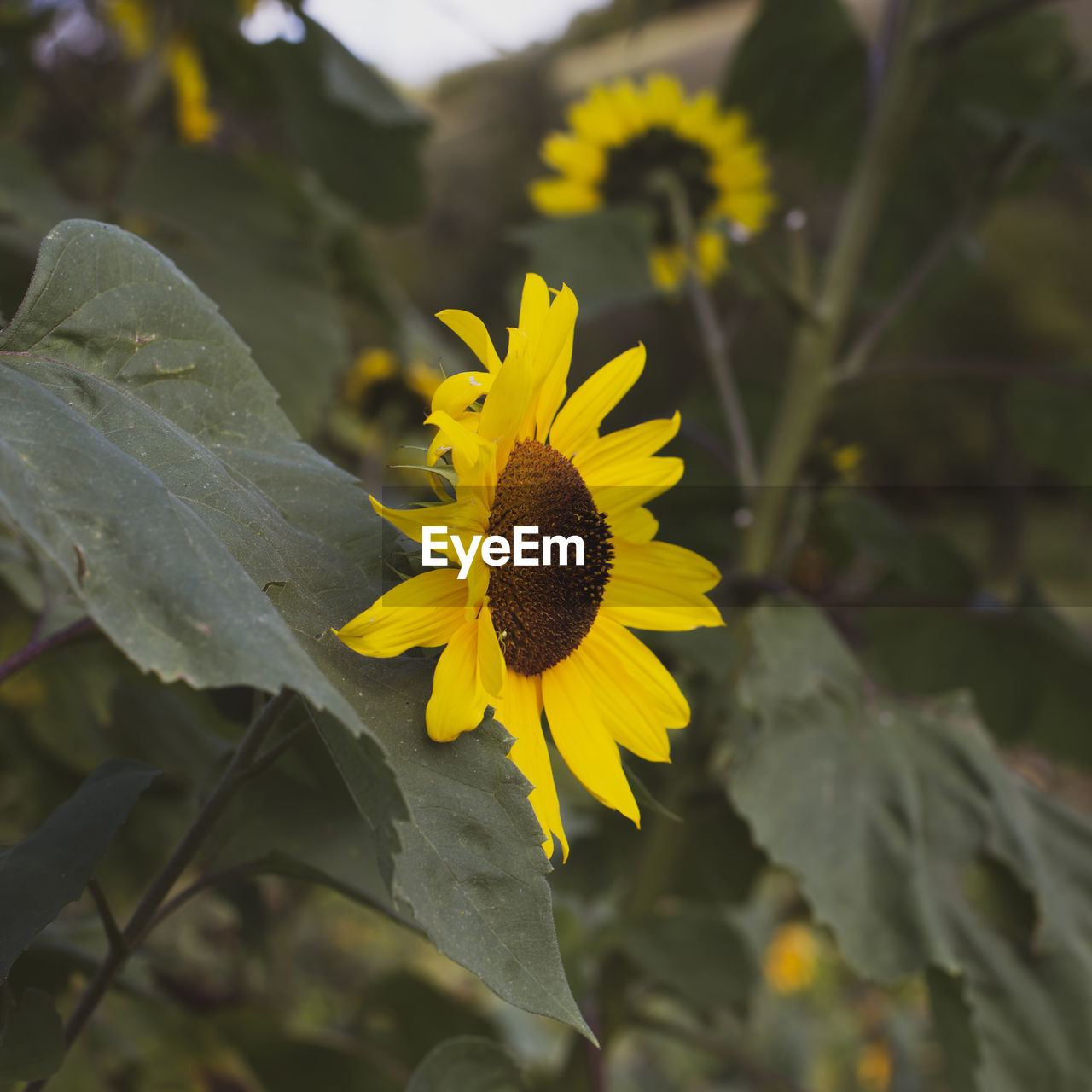 Close-up of yellow flowering plant