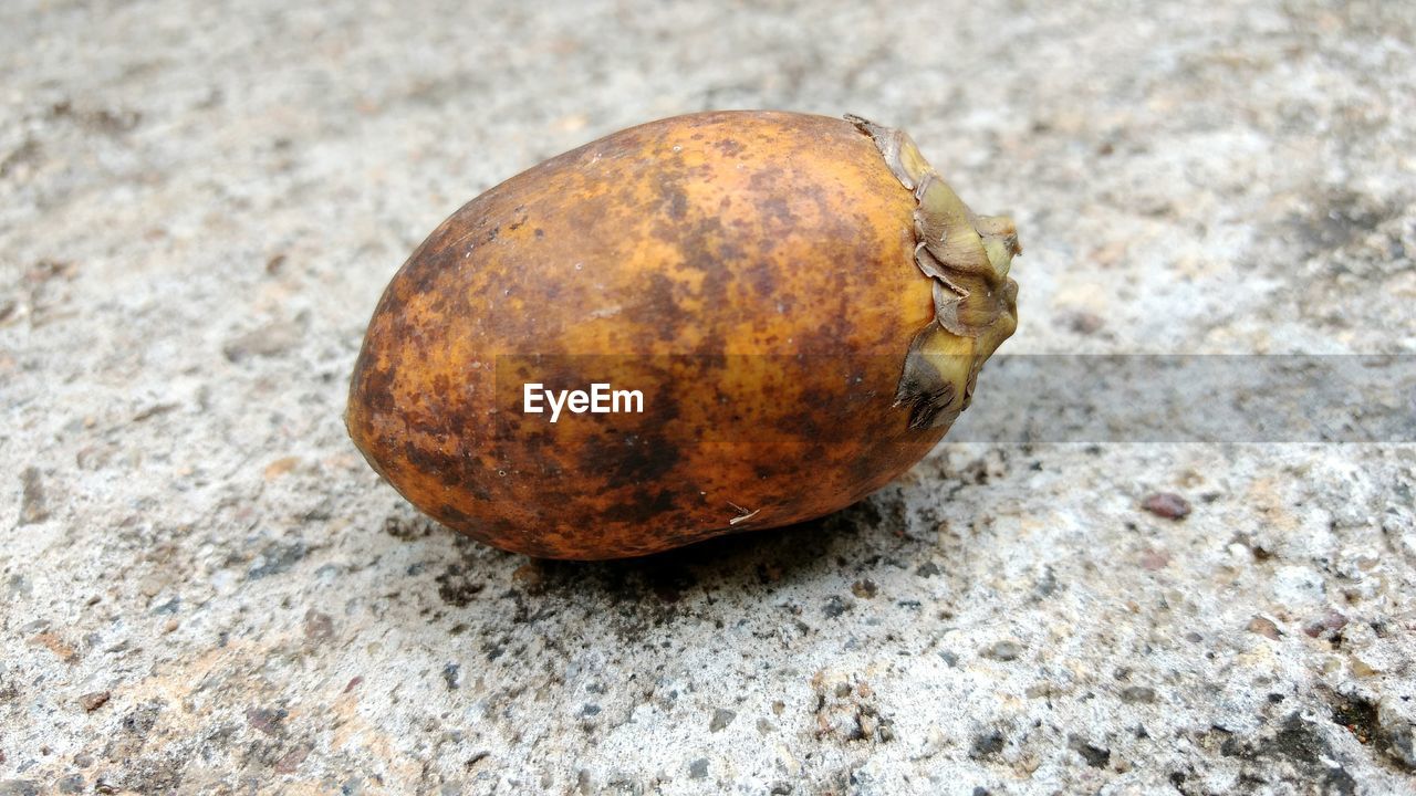 HIGH ANGLE VIEW OF CRAB ON GROUND