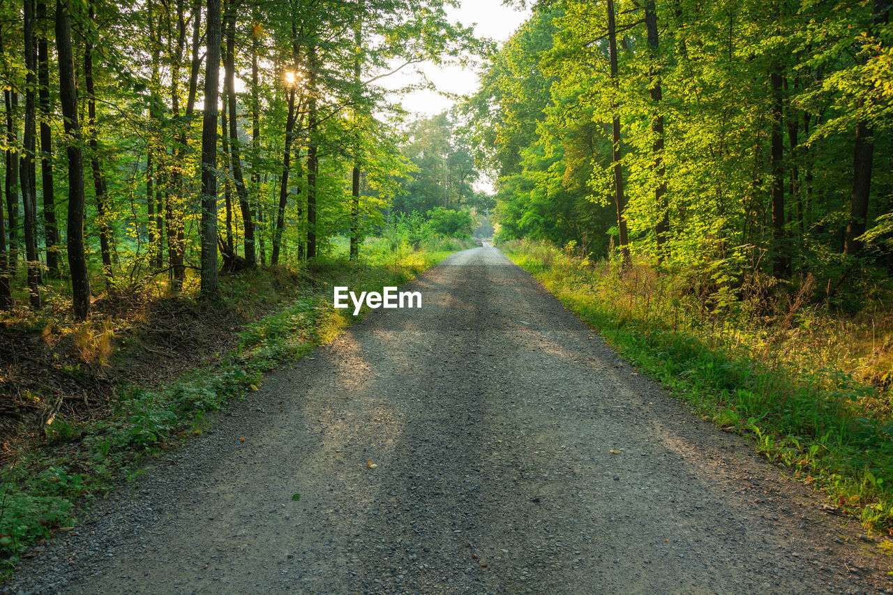 Gravel road through a green deciduous forest and the sun behind the trees