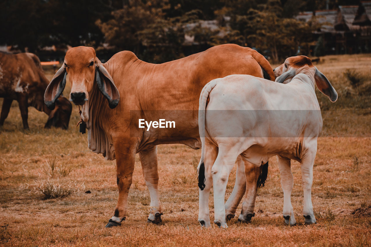 HORSES STANDING ON FIELD