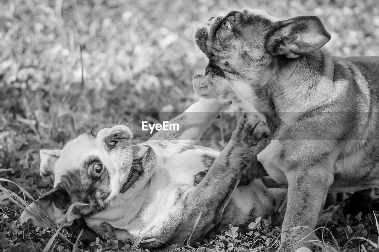 Close-up of playful bulldogs on field