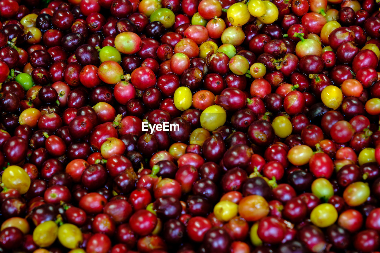 Abstract background raw cherry and red yellow coffee beans