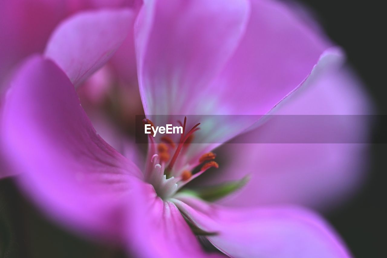 Side view of a pink geranium