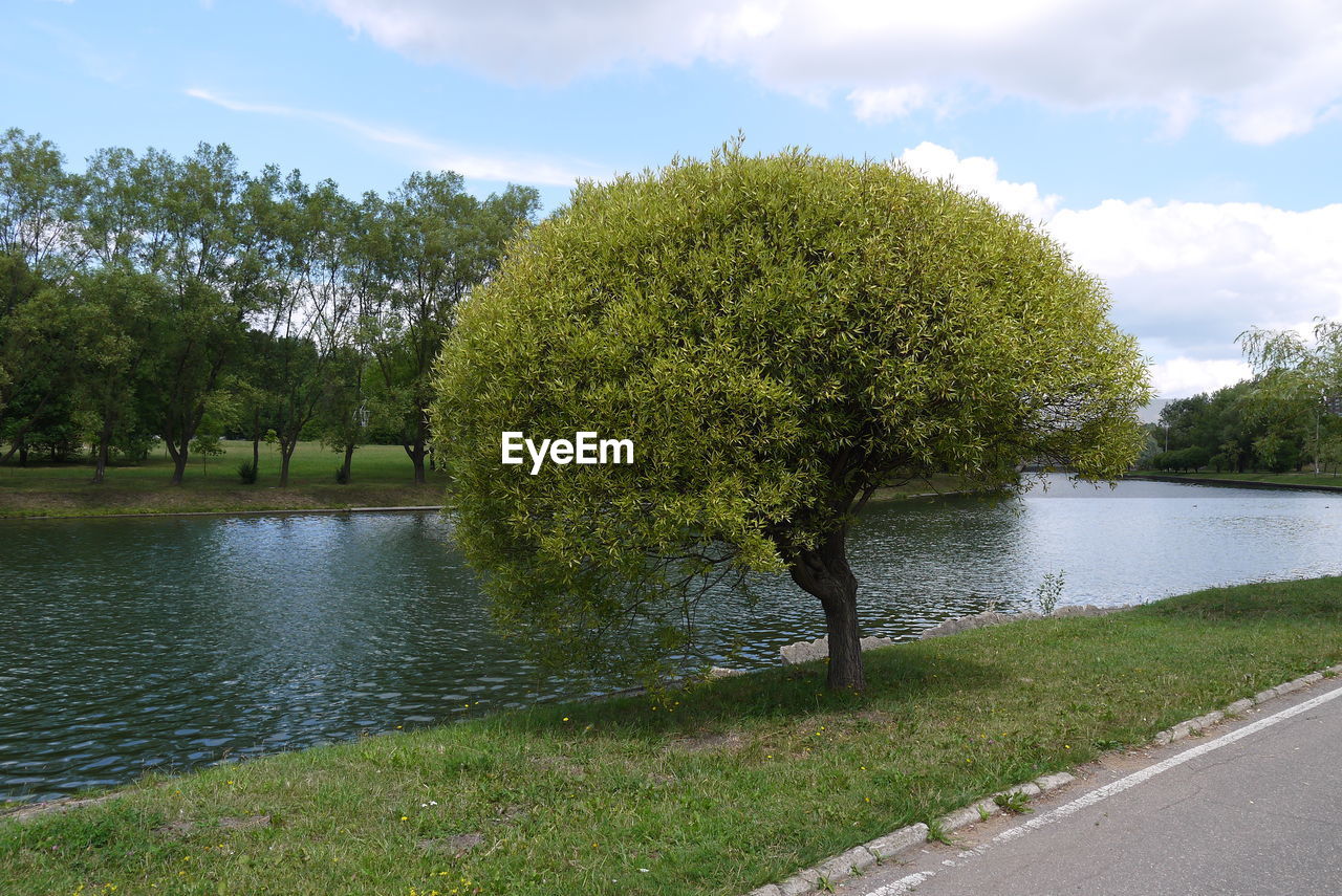 TREES GROWING IN WATER