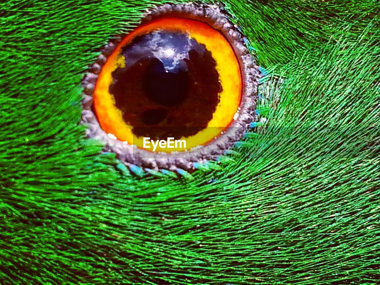 CLOSE-UP OF PEACOCK FEATHER ON GREEN LEAF