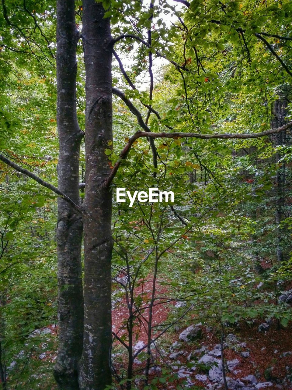 VIEW OF TREES IN FOREST