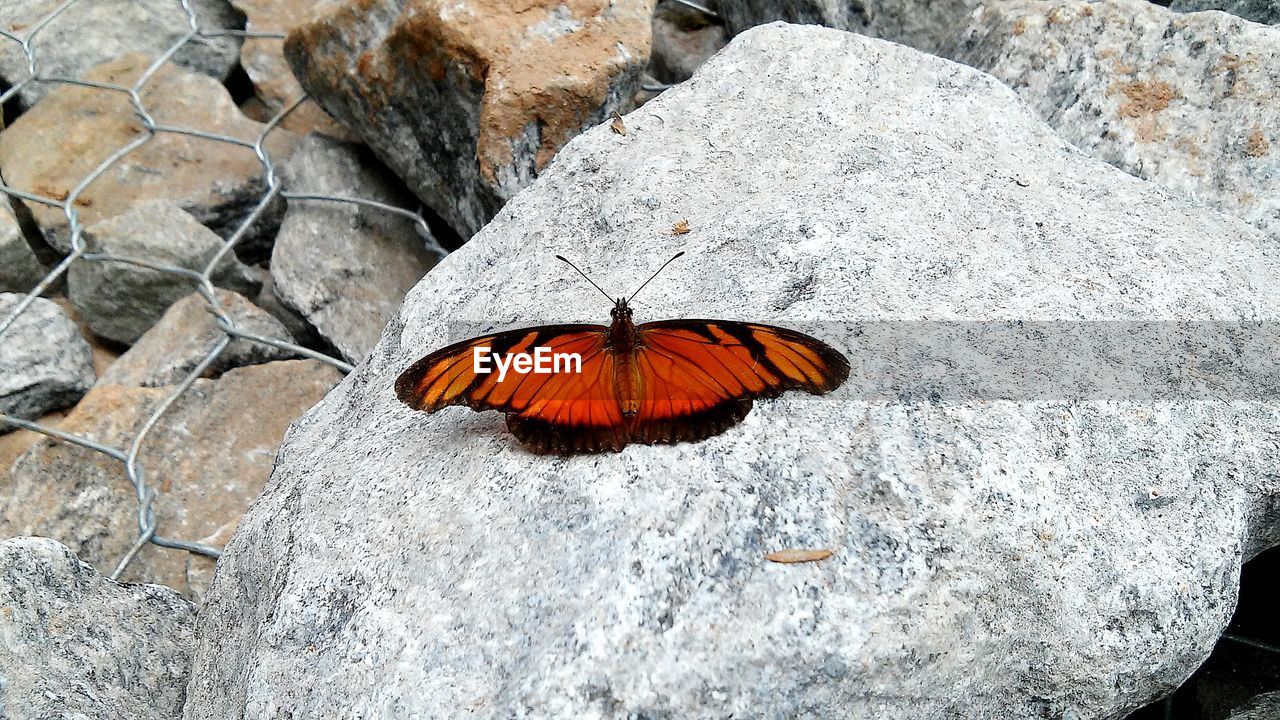 High angle view of butterfly on leaf