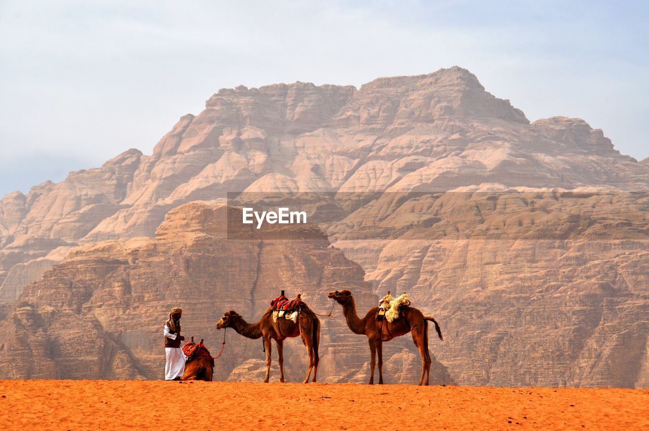 Beduin in the desert with camels and mountains