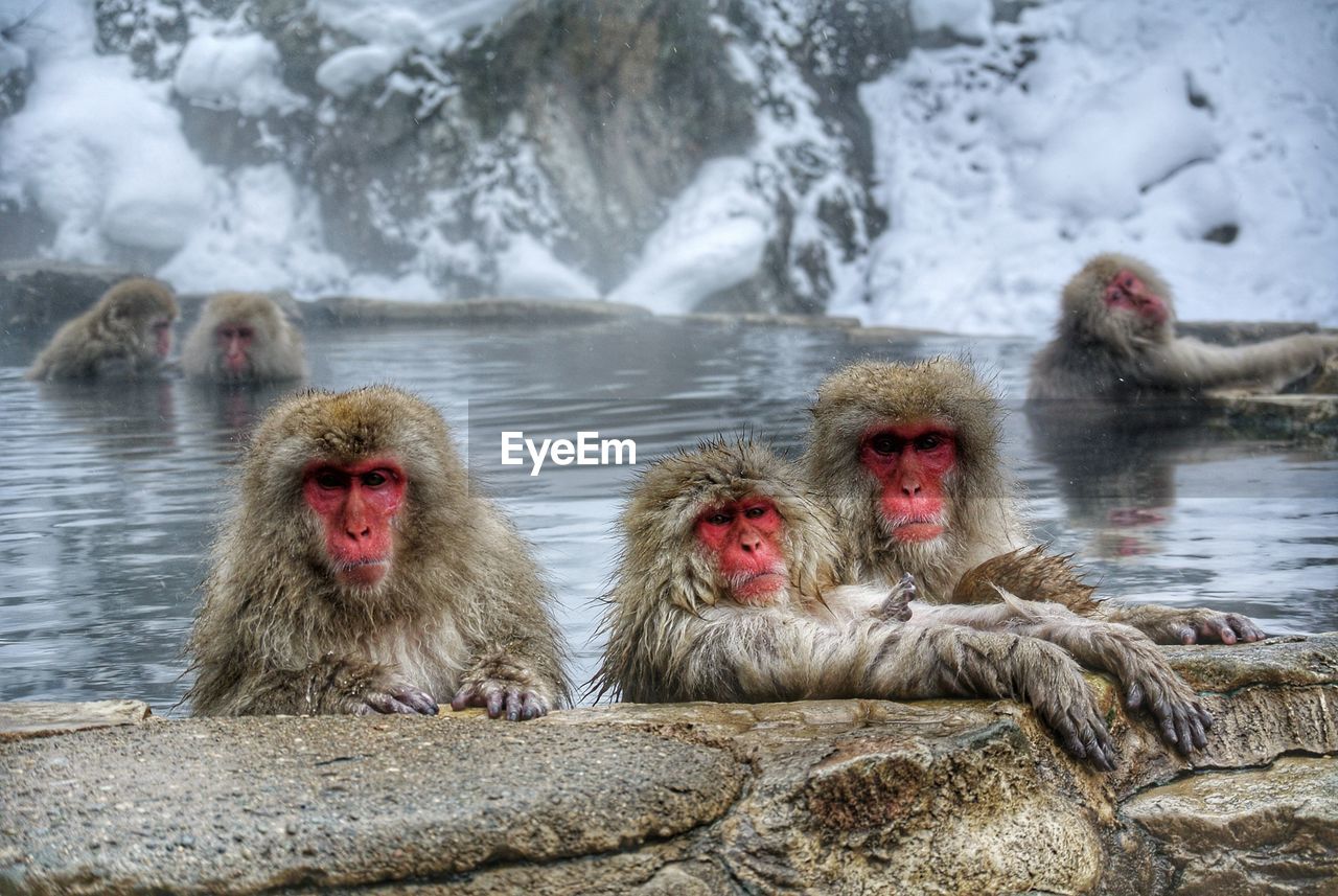 Japanese macaques relaxing in hot spring during winter