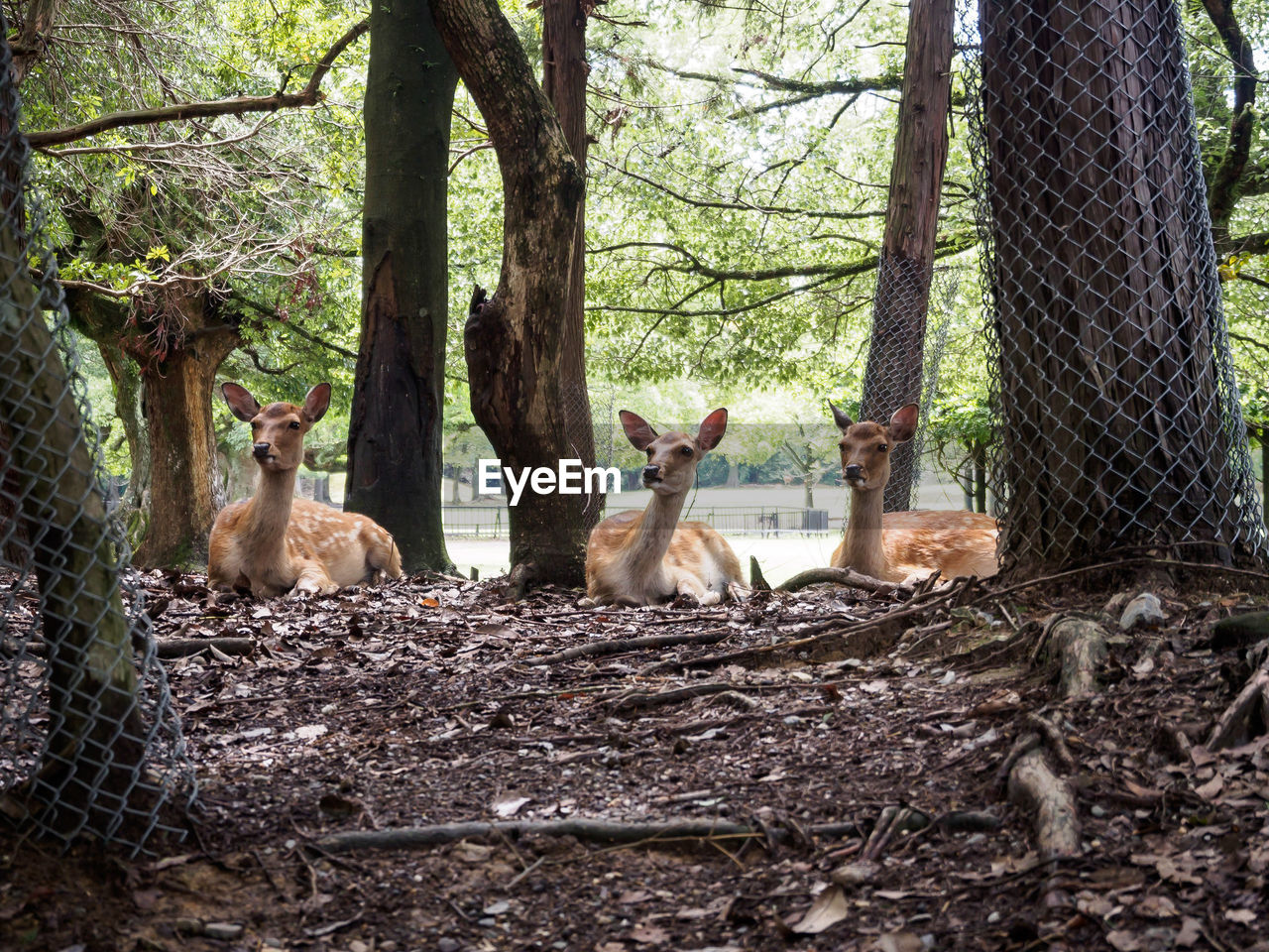 Deer sitting under tree