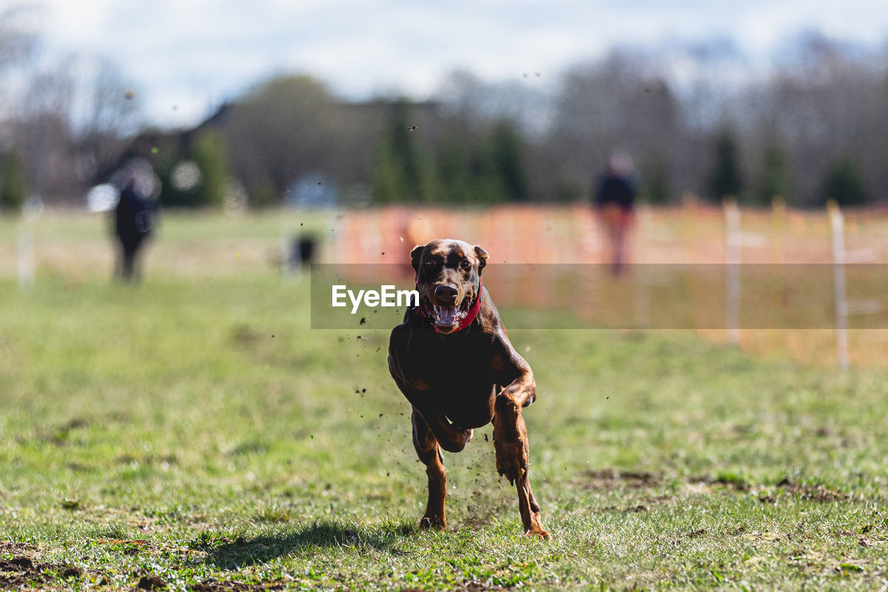 Dog running straight on camera and chasing coursing lure on green field