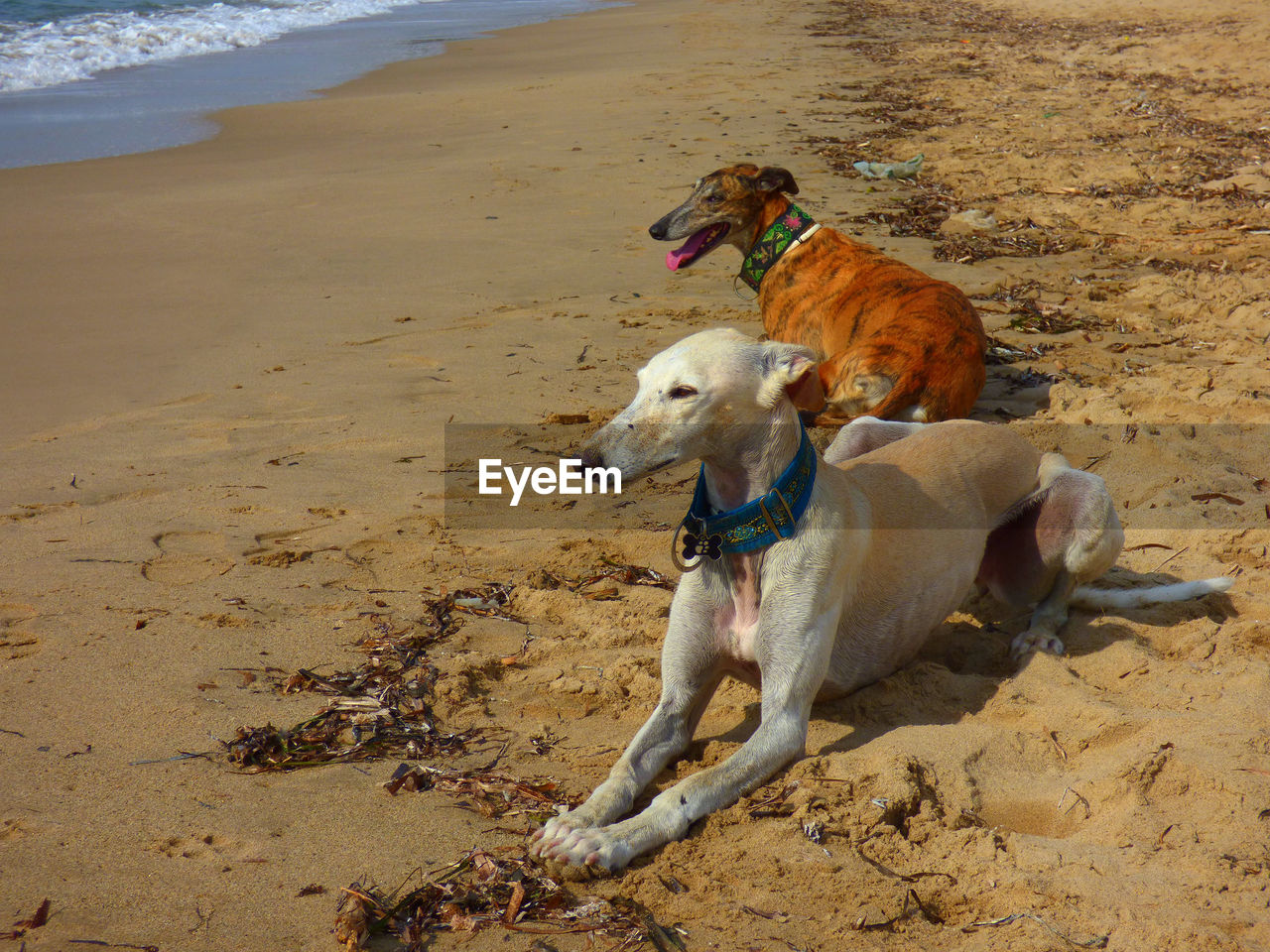 High angle view of greyhound dogs lying on sand at beach