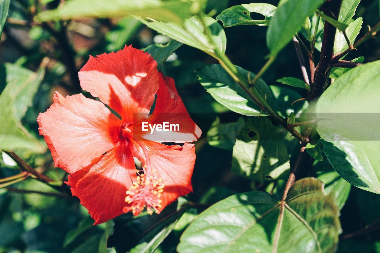 CLOSE-UP OF HIBISCUS BLOOMING IN PARK