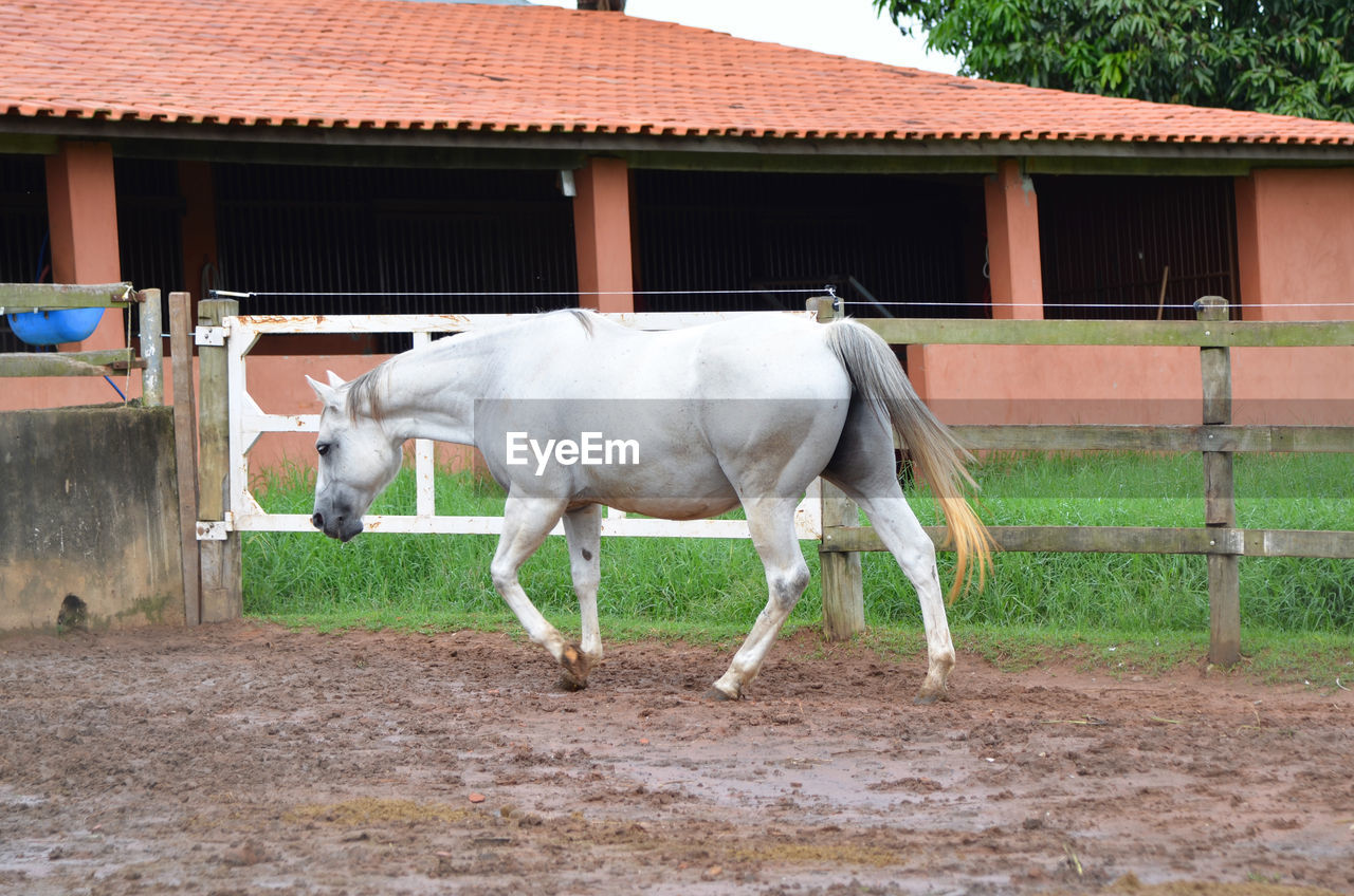 Horse standing in ranch