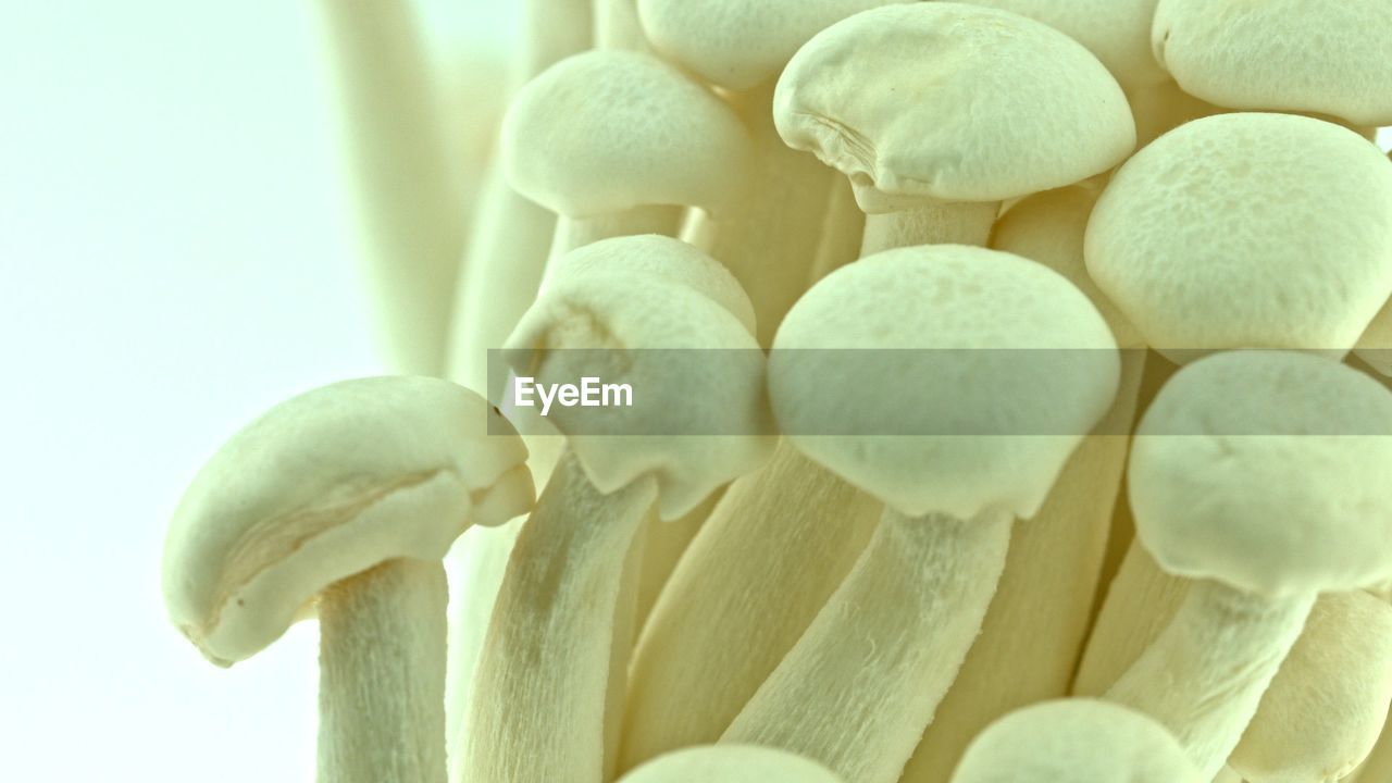 CLOSE-UP OF WHITE MUSHROOMS AGAINST GRAY BACKGROUND