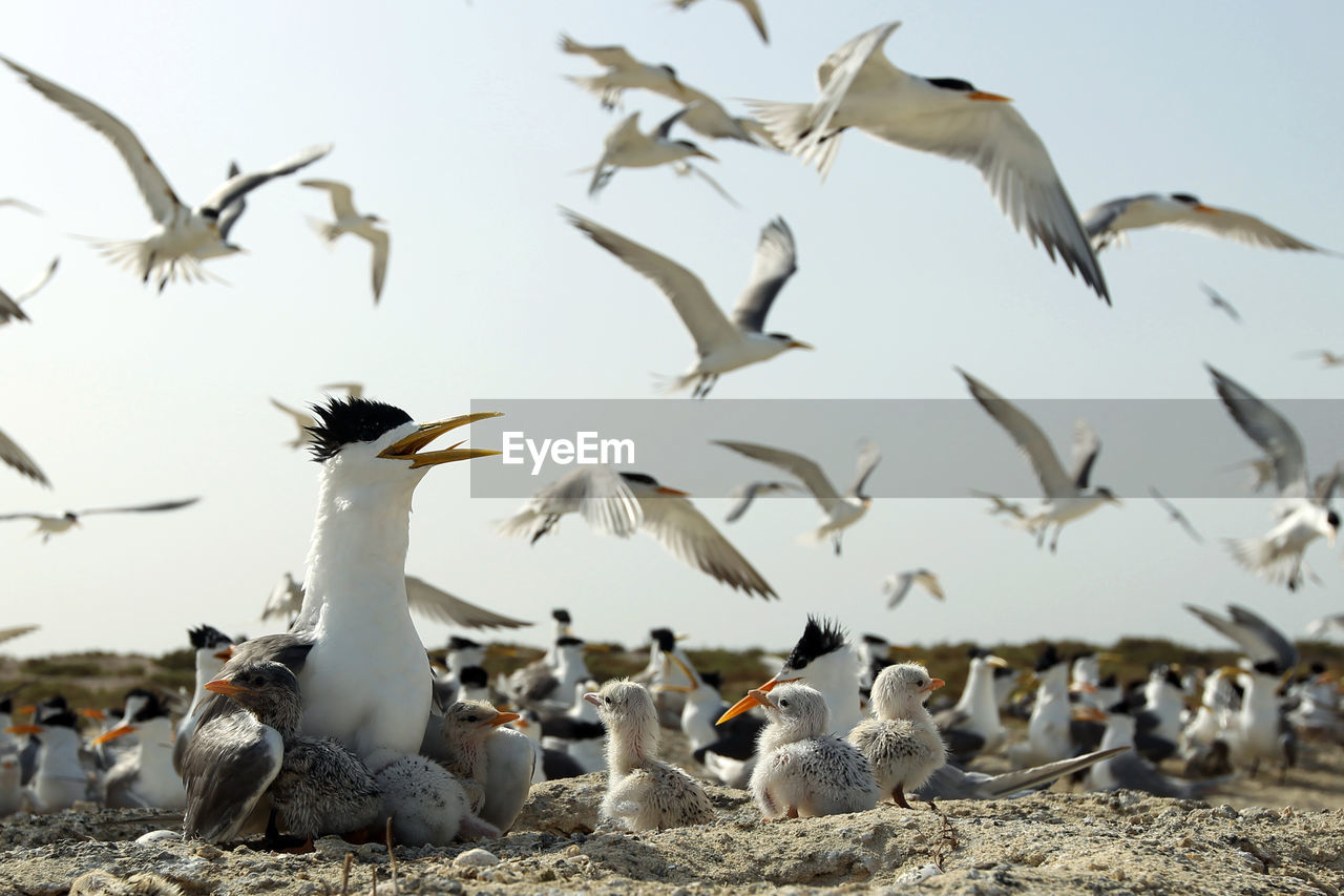 Flock of seagulls on beach