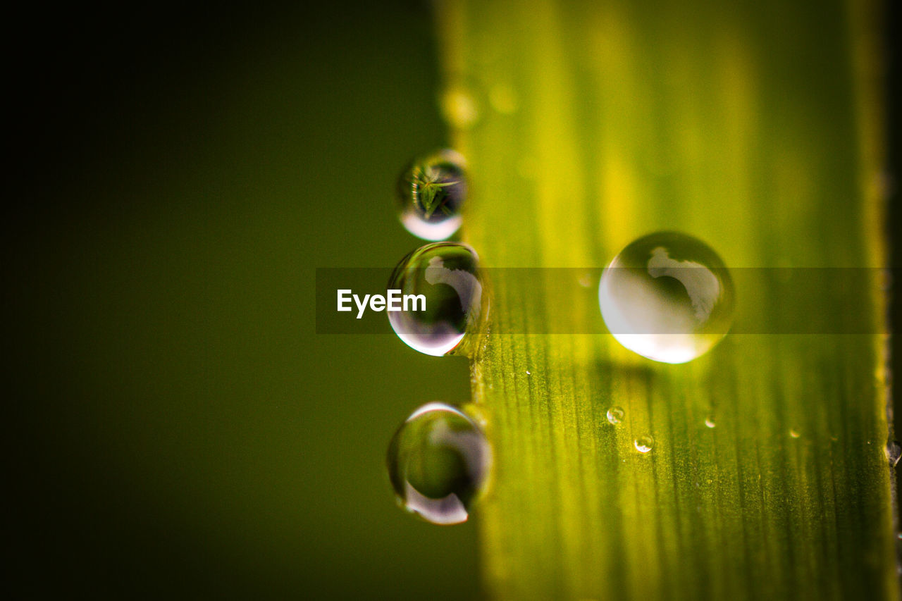 Close-up of water drops on leaf