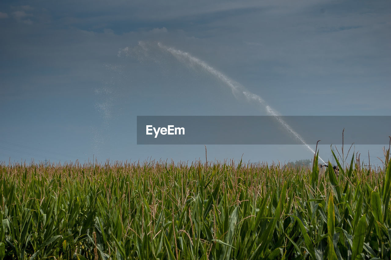 sky, cloud, plant, field, growth, land, nature, landscape, grass, beauty in nature, environment, crop, agriculture, prairie, cereal plant, grassland, rural scene, no people, sunlight, scenics - nature, day, green, horizon, rural area, plain, meadow, outdoors, corn, tranquility, tranquil scene, farm, paddy field