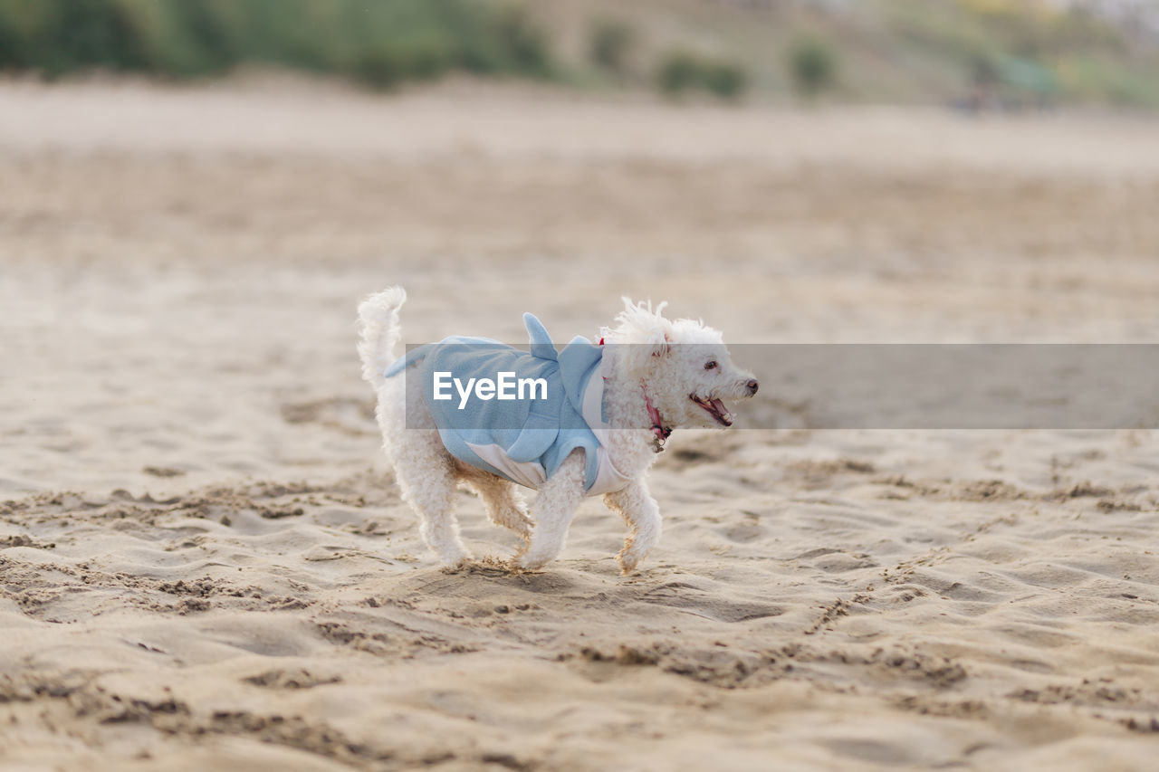animal, one animal, domestic animals, animal themes, pet, dog, canine, mammal, sand, land, beach, nature, motion, white, west highland white terrier, running, no people, lap dog, day, outdoors