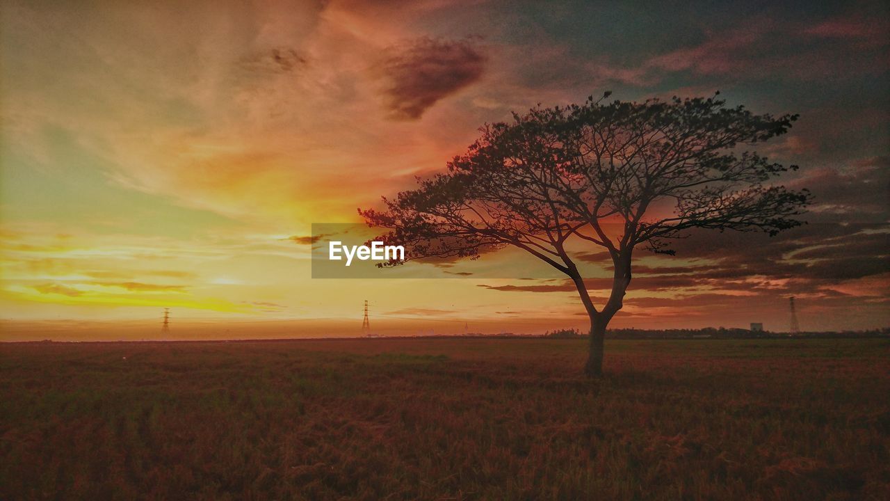 TREE IN FIELD DURING SUNSET