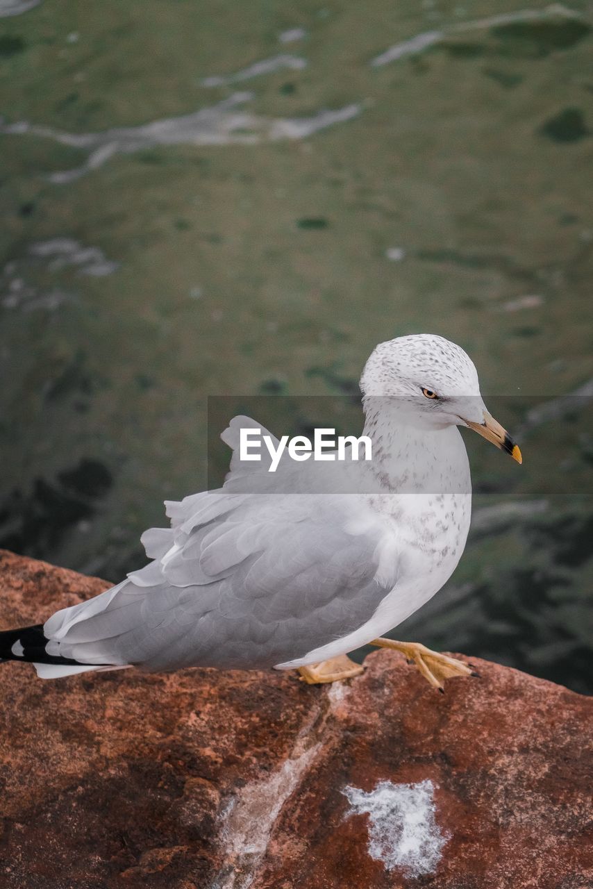 Close-up of seagull perching on rock