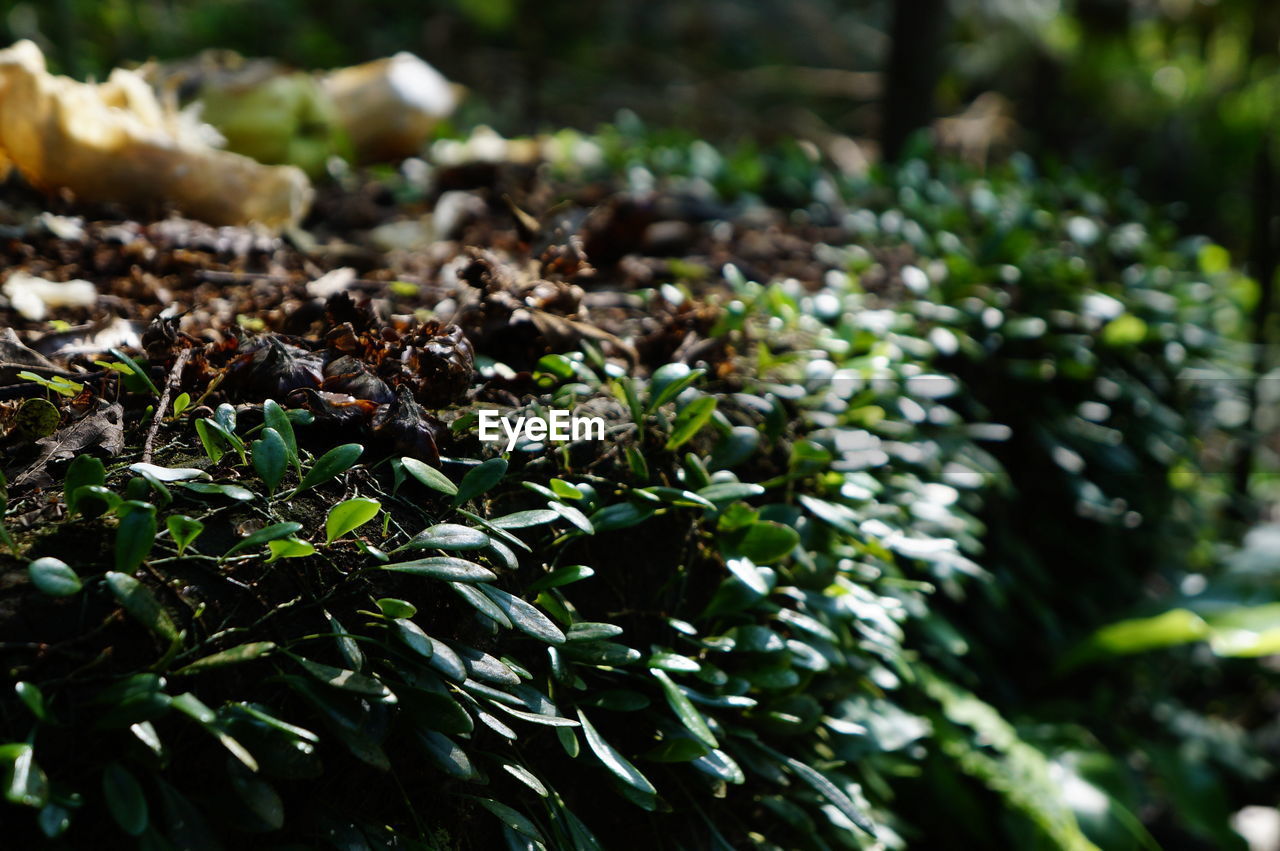 Close-up of plants growing outdoors