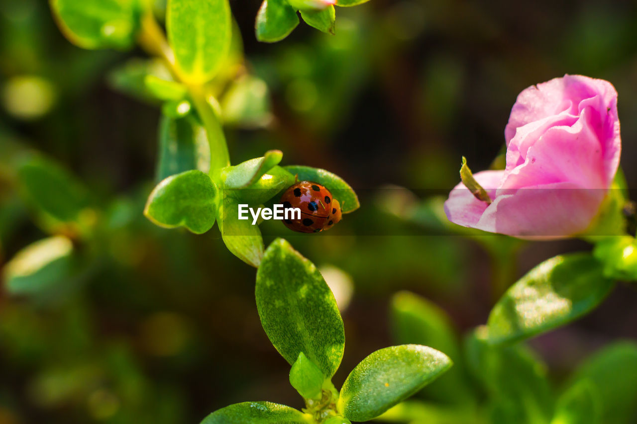 CLOSE-UP OF LADYBUG ON GREEN FLOWER