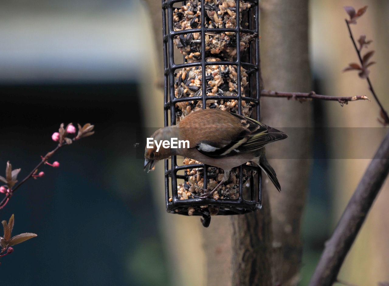 CLOSE-UP OF BIRD PERCHING ON WOODEN POST