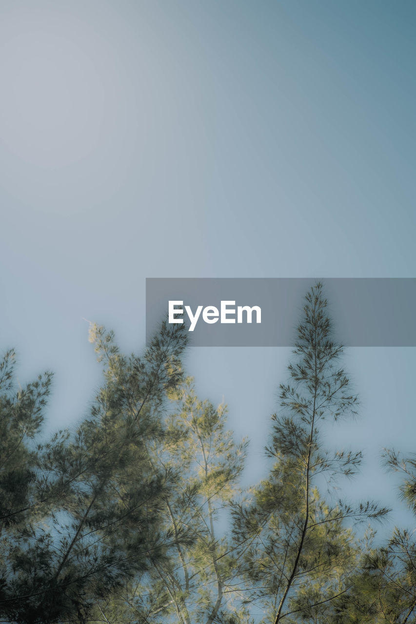 LOW ANGLE VIEW OF TREES AGAINST SKY