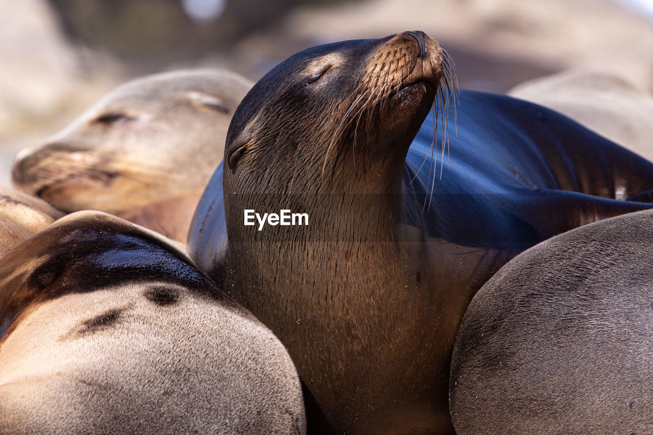 Seal in a pile of seals