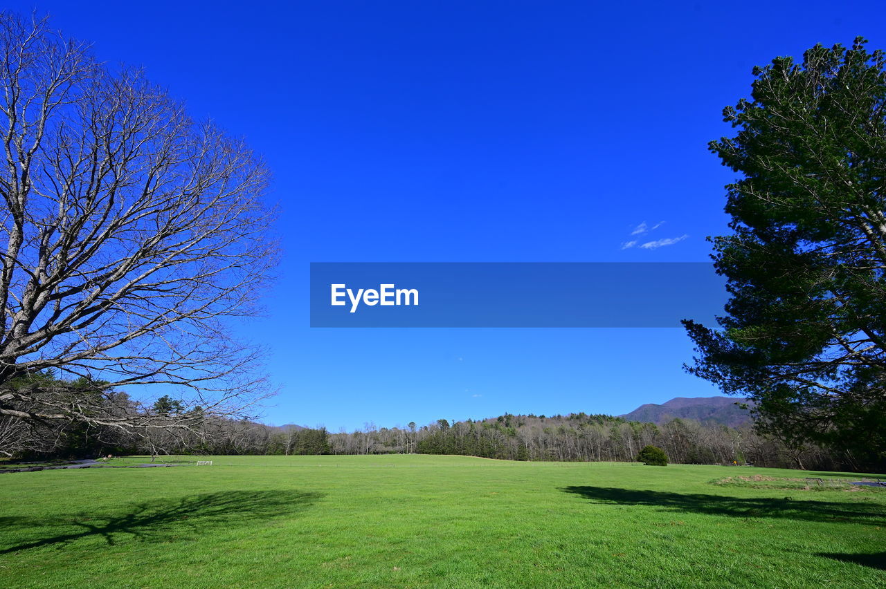 plant, tree, sky, grass, nature, blue, meadow, landscape, environment, scenics - nature, green, beauty in nature, clear sky, land, tranquility, grassland, hill, no people, tranquil scene, field, lawn, sunlight, non-urban scene, outdoors, cloud, rural area, pasture, rural scene, plain, horizon, day, flower, sunny, growth, idyllic, leaf, morning