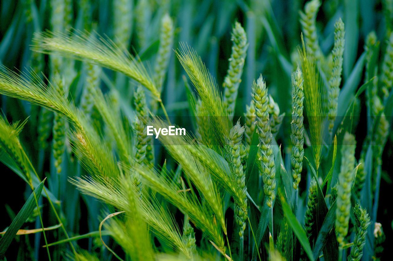 FULL FRAME SHOT OF WHEAT CROP