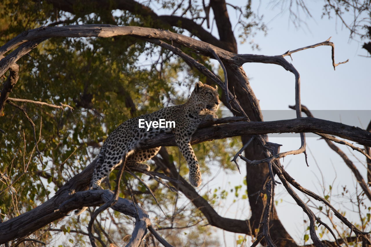 Low angle view of a feline in a tree