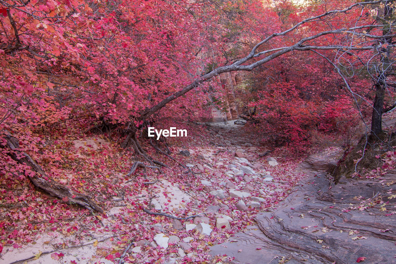 VIEW OF PINK CHERRY BLOSSOM TREE